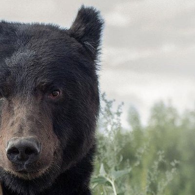 izzuard87934's profile picture. .