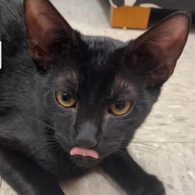 runningveryl8's profile picture. 