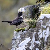 david Lewis photography. (@davidlewis642) 's Twitter Profile