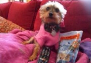 stoopystephens's profile picture. A Yorkie rescue pup enjoying Southern Belle-ville with two dumb brother cats performing daily fruitless shenanigans to usurp me.