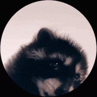 ket raccoon| Dj Delulu(@aftersraccoon) 's Twitter Profile Photo