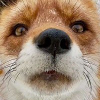 FOXXO (@foxxo_official) 's Twitter Profile