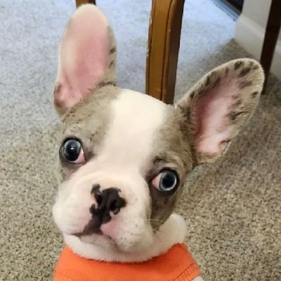 RoosyHdz's profile picture. 