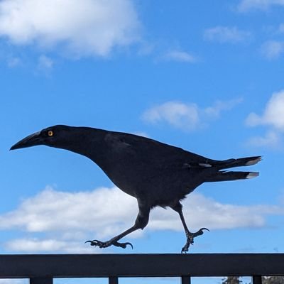 heidierr's profile picture. Was a farmer, teacher and public servant. Now general handyperson and cleaner at Snug Haus.