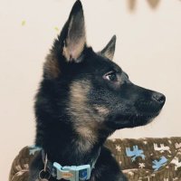 まやばふ/元野犬の鯵太郎 (@_hng_) 's Twitter Profile