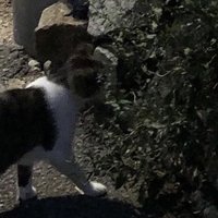 meowz (@nunewdmd) 's Twitter Profile