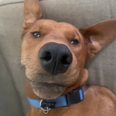 Snowygamer23's profile picture. Bad musician and producer