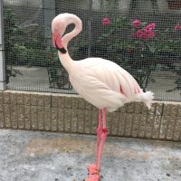 ELPHIE (@kun28219) 's Twitter Profile