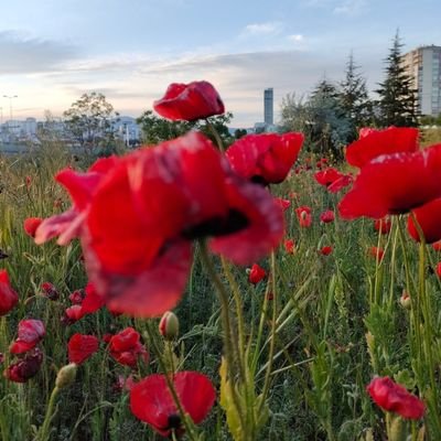 Purtasasi's profile picture. Şair yorumcu...
Herkes bir mahkeme de müebbet giyer.
Kimi cennete,kimi cehenneme gider... İnci Purtaş ⚓