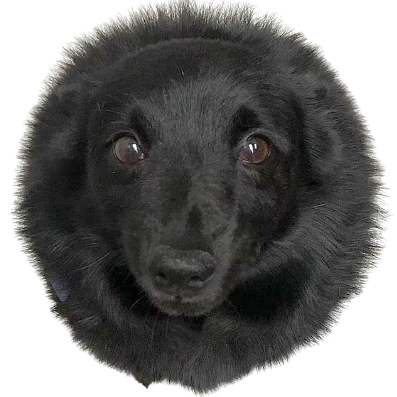 cophasez's profile picture. Just here for the msg