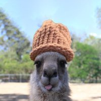 KangarooWifHat(@KangarooWifHat) 's Twitter Profile Photo