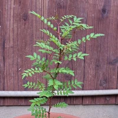 Mの字🌿さんのプロフィール画像