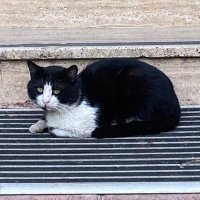 Lavinia (@patili_dostu) 's Twitter Profile