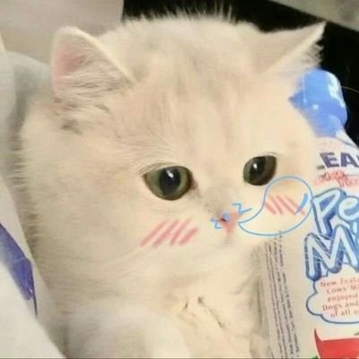 LinhVyd's profile picture. 