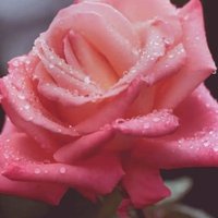 البصراوي (@albsrawy_thamr) 's Twitter Profile