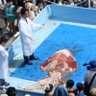 yoshidamasaaki's profile picture. Directer of Oki Marine Biological Station, Shimane Univ. 
隠岐でゲノムやってます。
タコイカ本始めました
https://t.co/0ZC91Toul4