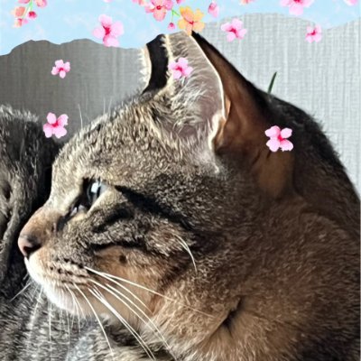karintougames's profile picture. すきなもの：数学・猫・三国志・プログラミング
よろしくお願いします