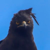 Birdman (@mukwendengwe) 's Twitter Profile Photo Birdman (@mukwendengwe) 's Twitter Profile Photo