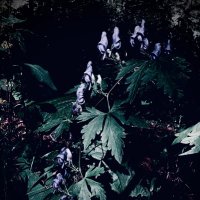 そのへんの草 (@paederia_scand) 's Twitter Profile