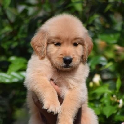 snehasingh62116's profile picture. 