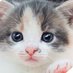 ねこねここねこ (@catcat111222333) Twitter profile photo ねこねここねこ (@catcat111222333) Twitter profile photo