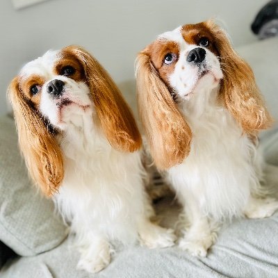 Archie & Alfie 💙 CKCS Brothers 💙 We both received sight saving surgery in June 2021 🐶🐶 🎂 27th August 2020 🎂 #Cavpack #ZSHQ #TheRuffRiderz