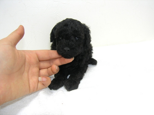 moneiwb's profile picture. twiterはじめました！音楽、IT関連のtweet多めです。気軽にフォロー、リムーブしてください！フォロー返します！

東京／学生／iphone／net marketing