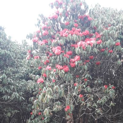 raj55647's profile picture. iam a student n i love to travel different country n love nature too