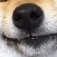 Meympiffjmk (@kougeisya02) Twitter profile photo