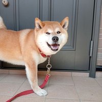 柴犬ロッキー(@take105035) 's Twitter Profile Photo