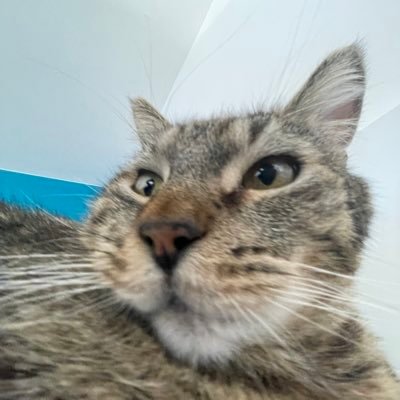 NeptixGang's profile picture. 