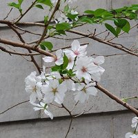 るく@取引用,プロカあり (@krutter1228) 's Twitter Profile