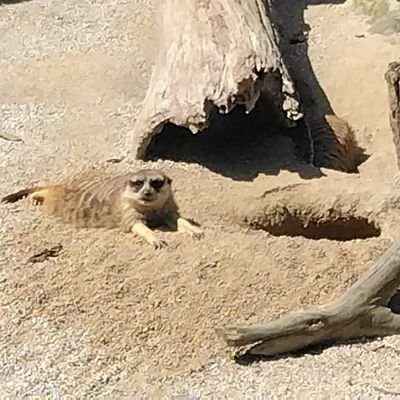 ※食用ではありません
 人狼Jやってます