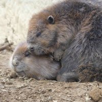 ビリー@🦫🍠🥕 (@no_smoking1983) 's Twitter Profile