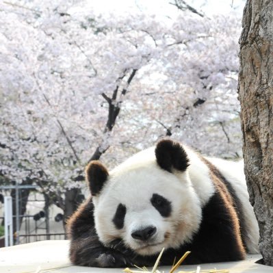 sakuranokimi2's profile picture. 🐼さんに元気をもらっています✨たんたんさんが大好きです🌻上野ファミリーも浜家も大好きです✨