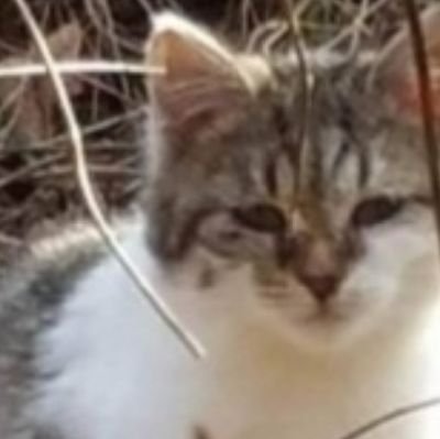 Please support our quest for a feral cat sanctuary, in honor of Bentley's memory, in So. Brunswick Township NJ. #BentleysGarden #Doodlebug