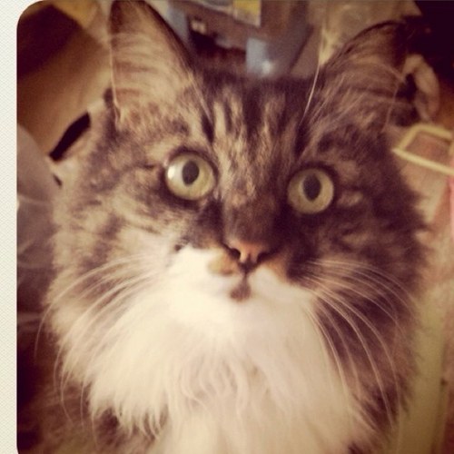 yuuuuuujhi's profile picture. 荒木飛呂彦、押切蓮介、漫画太郎好き。 車、猫、イベント各種、写真、美味いもの好き。