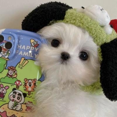 Sybilla1541582's profile picture. 