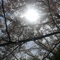 桜前線 (@ks_siege_lily) 's Twitter Profile