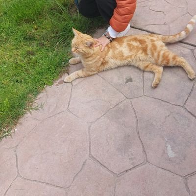 tosshkun's profile picture. teacher