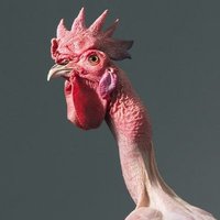 Limp Cockerel(@TheLimpCockerel) 's Twitter Profile Photo