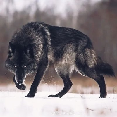 mizomiko's profile picture. إني لأرانا نستعيد ما هو أبعد من القدس! بل الأندلس و كل شبر في أرض الله