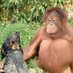 Animal Lover (@lovevanimal) Twitter profile photo Animal Lover (@lovevanimal) Twitter profile photo