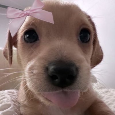 tulipangiee's profile picture. ૮ ˶ᵔ ᵕ ᵔ˶ ა Enfp