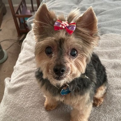 🐶 Bailey Girl | Very Sick Teacup Yorkie
🐾 Tiny Paws, Big Heart
⬇️Please consider donating to/sharing her GoFundMe page
https://t.co/DGayU7sEGB
