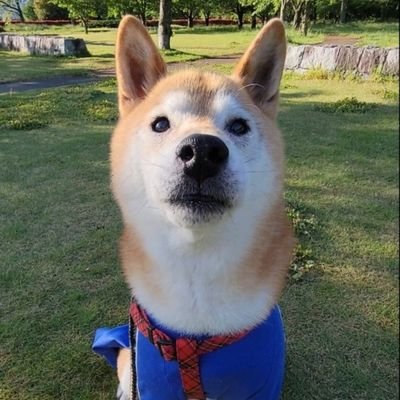 柴犬ティー16歳♂🌈2009.2.12🏠記念日~2025.6.3お誕生日は(仮)Xmas🎄初めまして😊とにかく可愛くて溺愛🐕 ͗ ͗無言フォローお許しください🙇♀️見てくれた方、フォロー、❤、💬ありがとうございます!いいねは色々な意味で押します。
『永遠の16歳5ヶ月僕をよろしくお願いしますワン🐶』