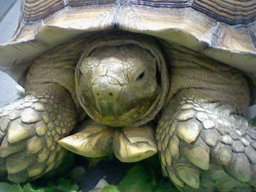 chiri_jyako's profile picture. 僕は小学６年生です。将来は国土地理院に入りたと思っています。あとは国際政治学者にも興味があります。趣味は囲碁５段（７歳から始めました）と海釣り（３歳でアジ釣り）です。宜しくお願い致します。