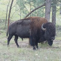 Jeffrey (@theflyoverguy62) 's Twitter Profile