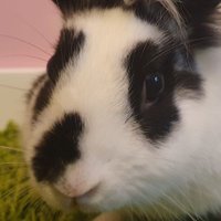 Bunny Apollo (@rabbit_apollo) 's Twitter Profile