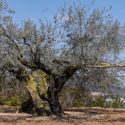 Yumeneco_r25's profile picture. 車：CX-30 カメラ：LUMIX S1 Genopets推し